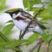 Chestnut-sided Warbler